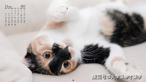 主人和猫点头背景乐